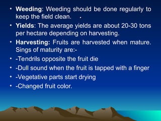 .
.
• Weeding: Weeding should be done regularly to
keep the field clean.
• Yields: The average yields are about 20-30 tons
per hectare depending on harvesting.
• Harvesting: Fruits are harvested when mature.
Sings of maturity are:-
• -Tendrils opposite the fruit die
• -Dull sound when the fruit is tapped with a finger
• -Vegetative parts start drying
• -Changed fruit color.
 