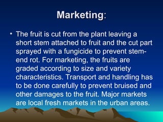 Marketing
Marketing:
:
• The fruit is cut from the plant leaving a
short stem attached to fruit and the cut part
sprayed with a fungicide to prevent stem-
end rot. For marketing, the fruits are
graded according to size and variety
characteristics. Transport and handling has
to be done carefully to prevent bruised and
other damages to the fruit. Major markets
are local fresh markets in the urban areas.
 