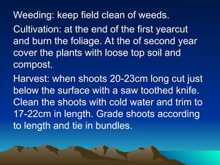 Weeding: keep field clean of weeds.
Cultivation: at the end of the first yearcut
and burn the foliage. At the of second year
cover the plants with loose top soil and
compost.
Harvest: when shoots 20-23cm long cut just
below the surface with a saw toothed knife.
Clean the shoots with cold water and trim to
17-22cm in length. Grade shoots according
to length and tie in bundles.
 