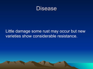 Disease
Disease
Little damage some rust may occur but new
varieties show considerable resistance.
 