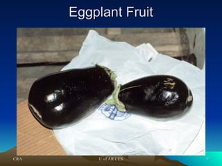 CRA
CRA U of AR CES
U of AR CES 9
9
Eggplant Fruit
Eggplant Fruit
 