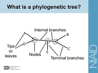 Protein Tree Branch Notes.pdf Phylogenetics: Making publication-quality tree figures | PPTX