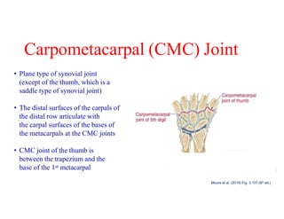 Comprehensive Anatomy and Function of the Forearm and Hand | PDF