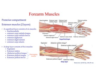 Inner Forearm Layout.pdf Comprehensive Anatomy and Function of the Forearm and Hand | PDF