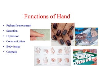 Hand Function Pdf Comprehensive Anatomy and Function of the Forearm and Hand | PDF