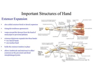 Comprehensive Anatomy and Function of the Forearm and Hand | PDF