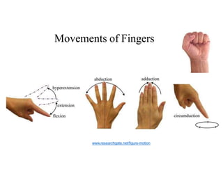 Comprehensive Anatomy and Function of the Forearm and Hand | PDF