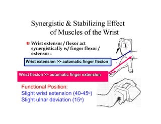 Comprehensive Anatomy and Function of the Forearm and Hand | PDF
