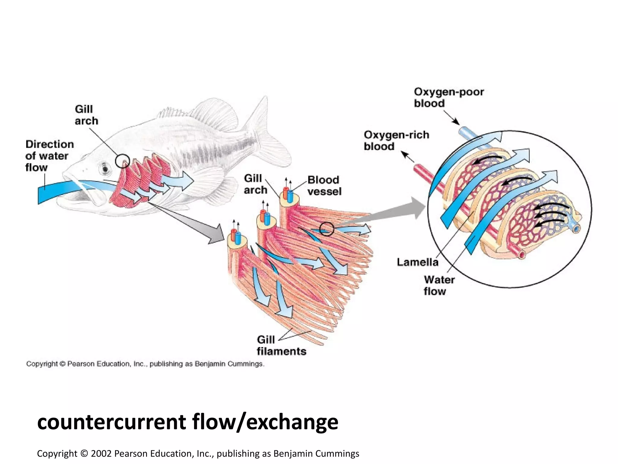countercurrent flow/exchange
Copyright © 2002 Pearson Education, Inc., publishing as Benjamin Cummings
 