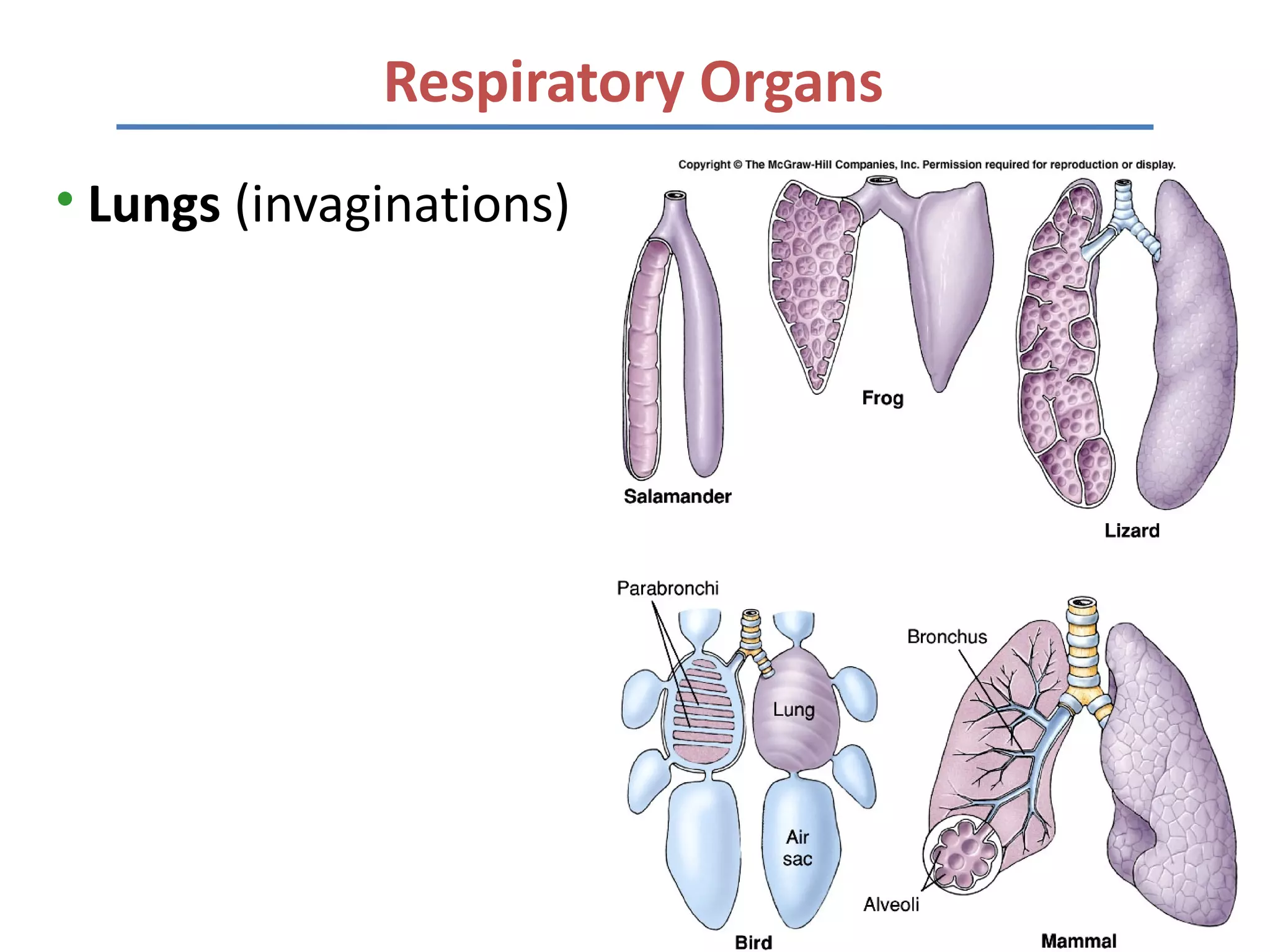 Respiratory Organs
• Lungs (invaginations)
 