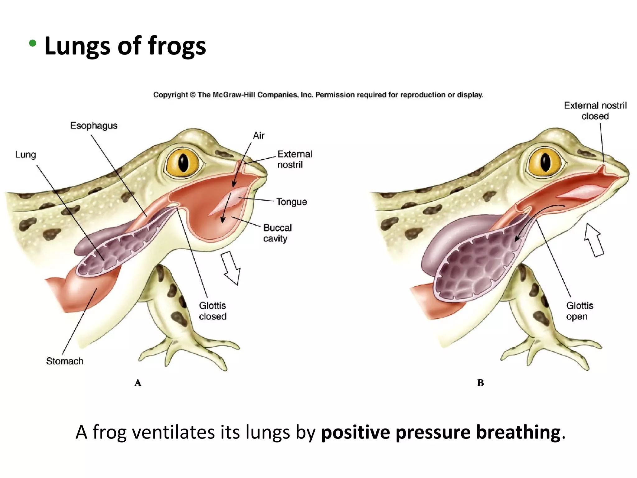 • Lungs of frogs




    A frog ventilates its lungs by positive pressure breathing.
 