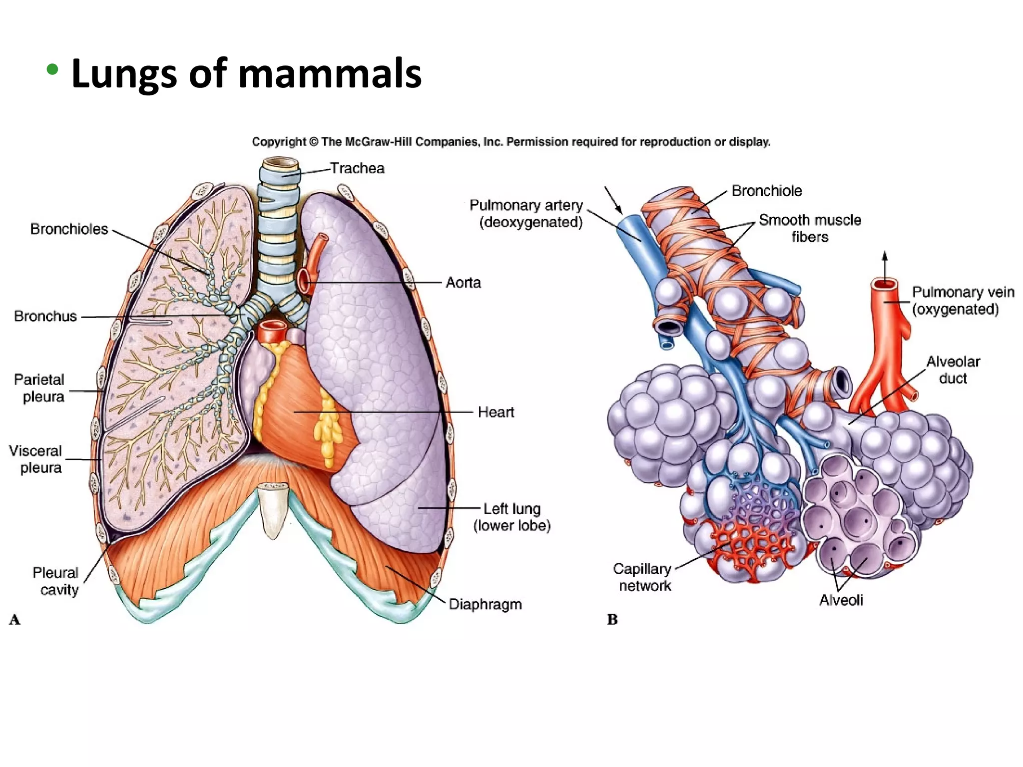• Lungs of mammals
 
