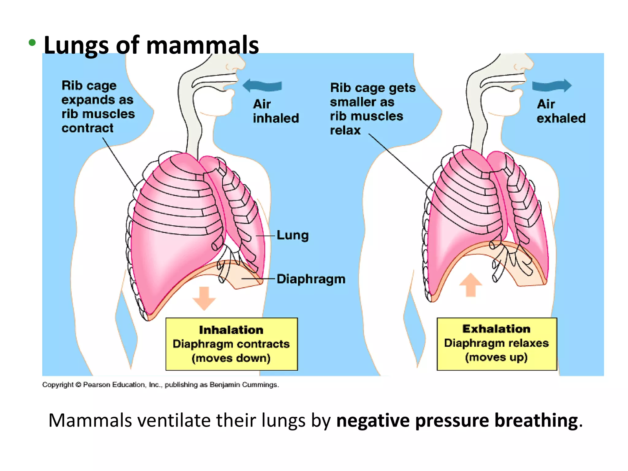 • Lungs of mammals




 Mammals ventilate their lungs by negative pressure breathing.
 