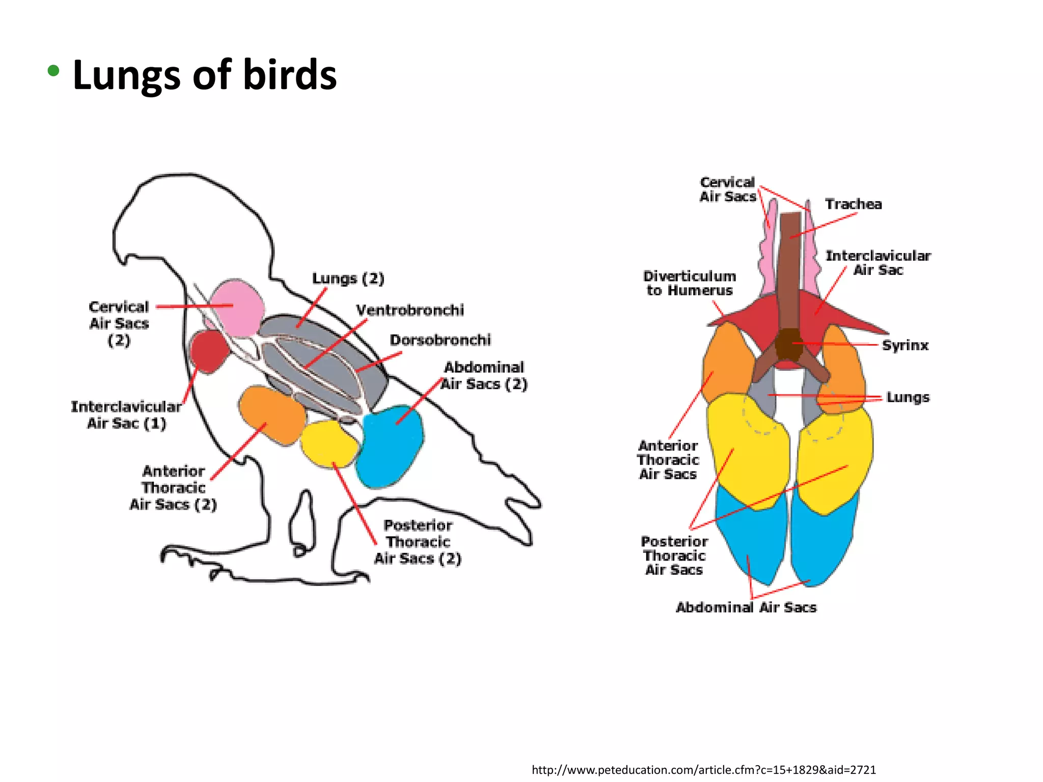 • Lungs of birds




                   http://www.peteducation.com/article.cfm?c=15+1829&aid=2721
 