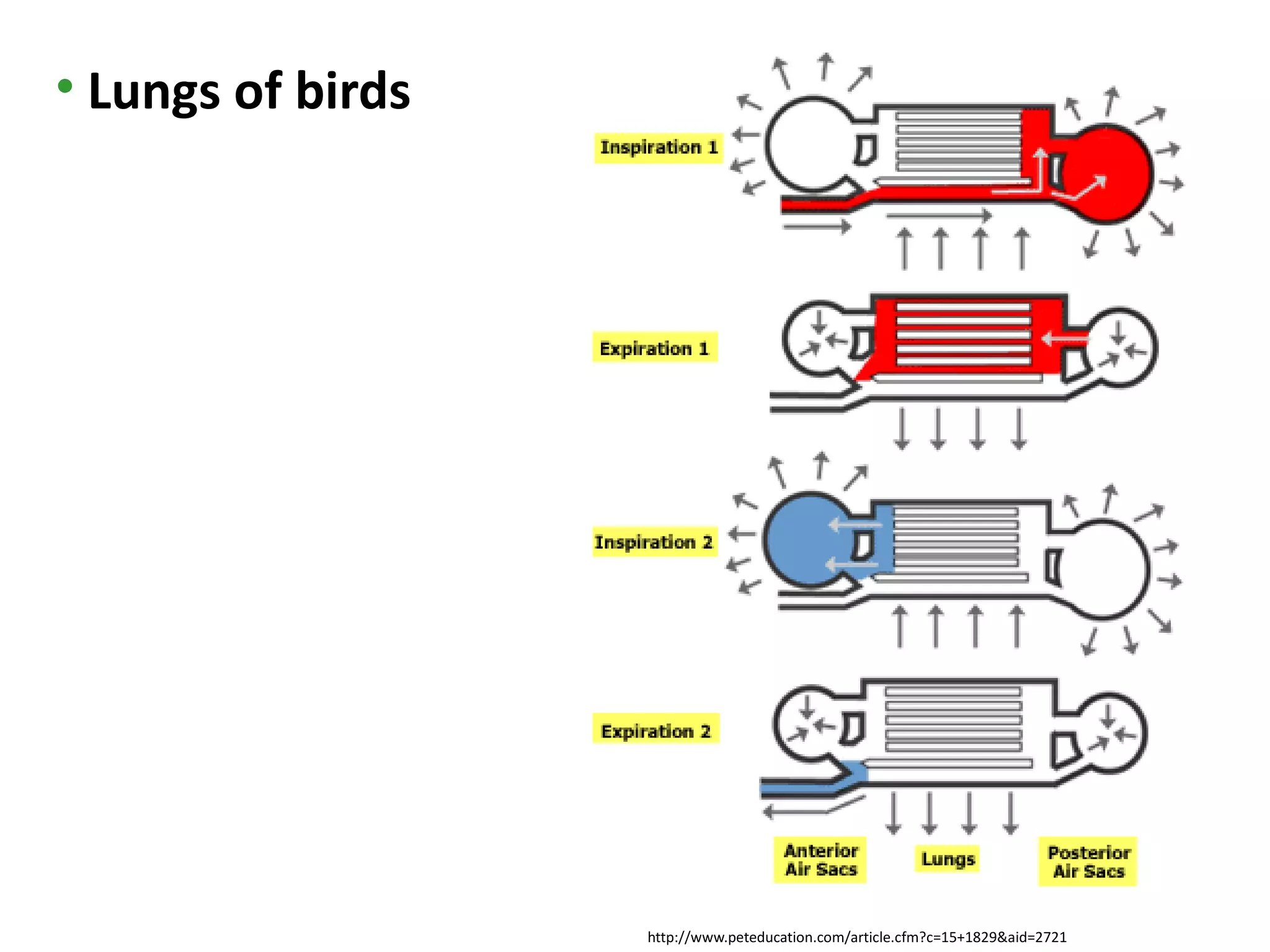 • Lungs of birds




                   http://www.peteducation.com/article.cfm?c=15+1829&aid=2721
 
