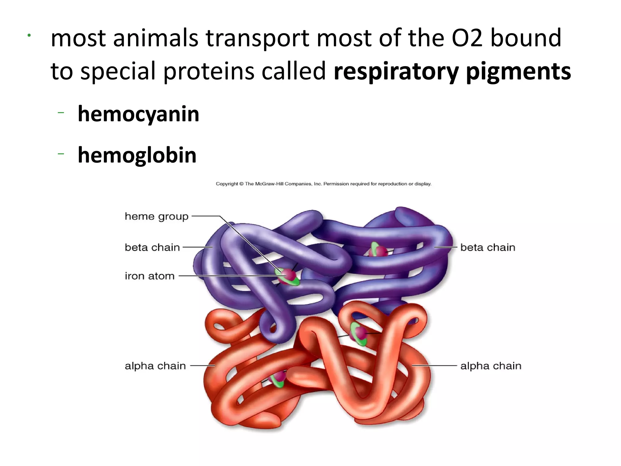•
    most animals transport most of the O2 bound
    to special proteins called respiratory pigments
    –
        hemocyanin
    –
        hemoglobin
 