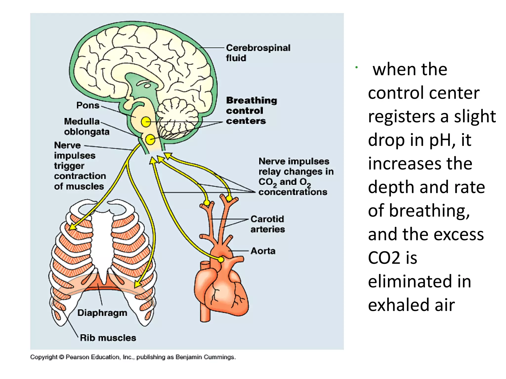 •
     when the
    control center
    registers a slight
    drop in pH, it
    increases the
    depth and rate
    of breathing,
    and the excess
    CO2 is
    eliminated in
    exhaled air
 