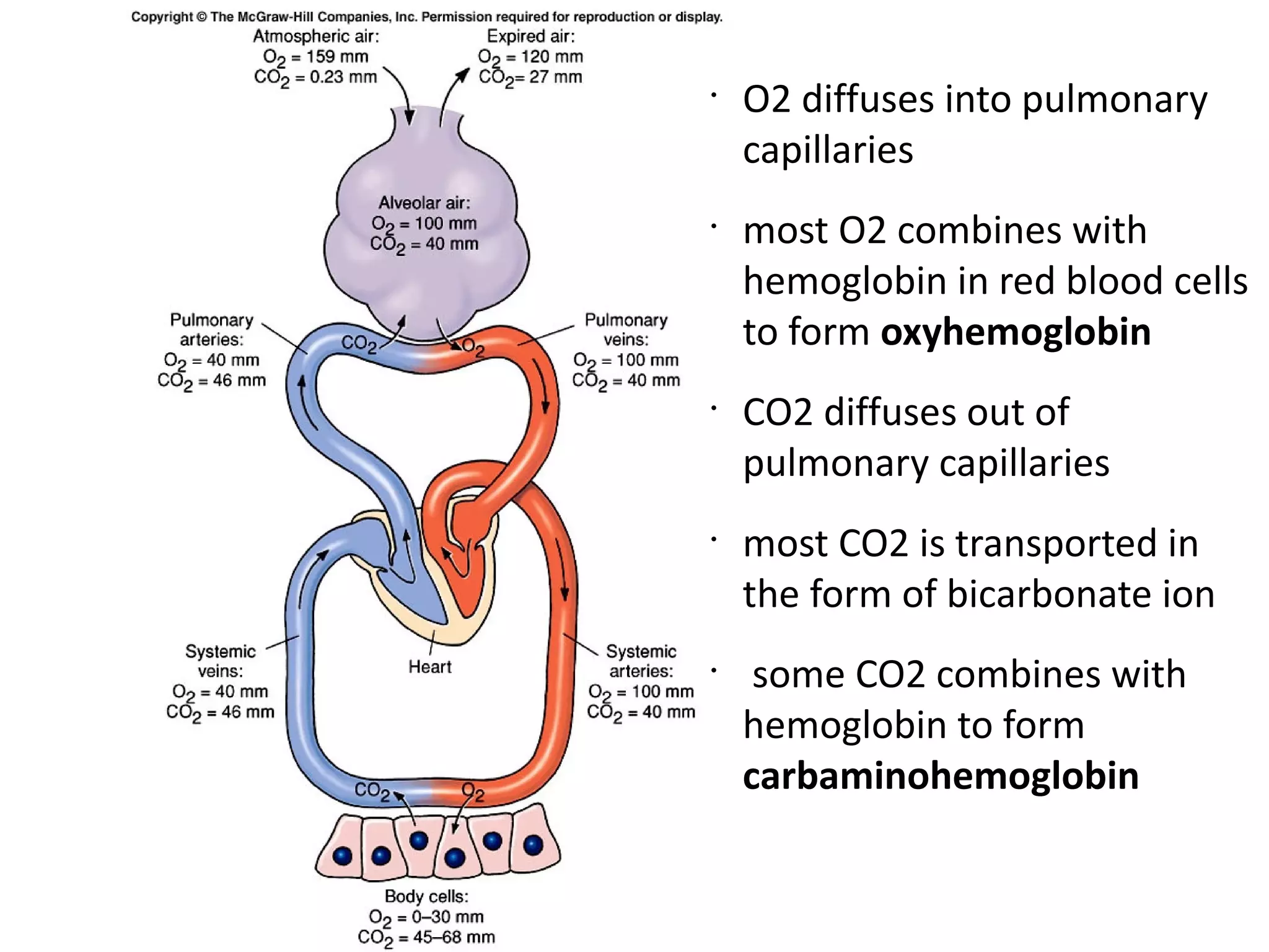 •
    O2 diffuses into pulmonary
    capillaries
•
    most O2 combines with
    hemoglobin in red blood cells
    to form oxyhemoglobin
•
    CO2 diffuses out of
    pulmonary capillaries
•
    most CO2 is transported in
    the form of bicarbonate ion
•
     some CO2 combines with
    hemoglobin to form
    carbaminohemoglobin
 