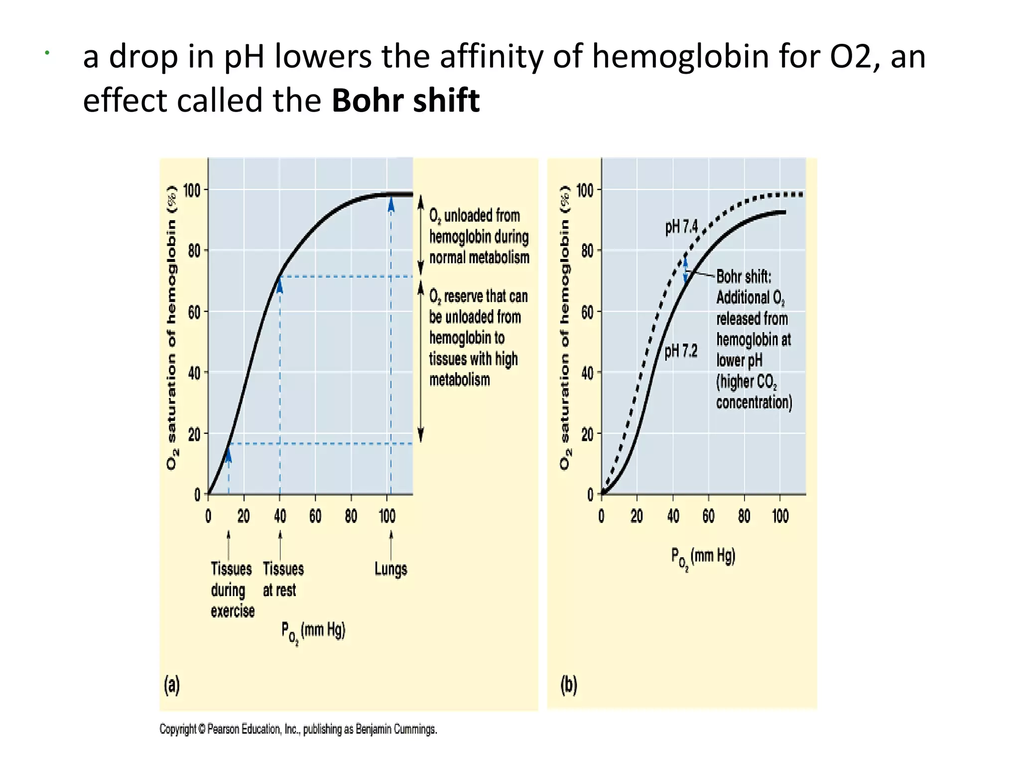 •
    a drop in pH lowers the affinity of hemoglobin for O2, an
    effect called the Bohr shift
 