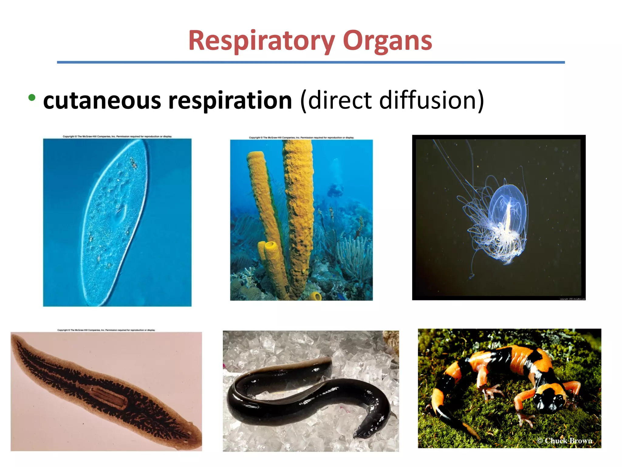 Respiratory Organs
• cutaneous respiration (direct diffusion)
 