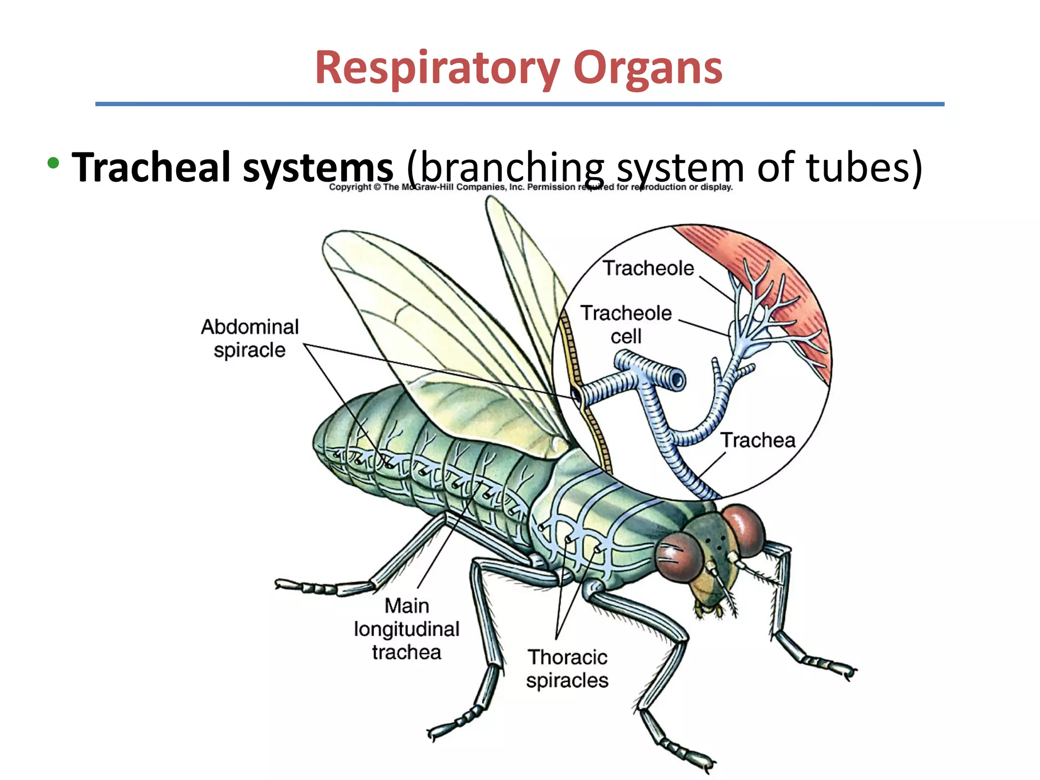 Respiratory Organs
• Tracheal systems (branching system of tubes)
 