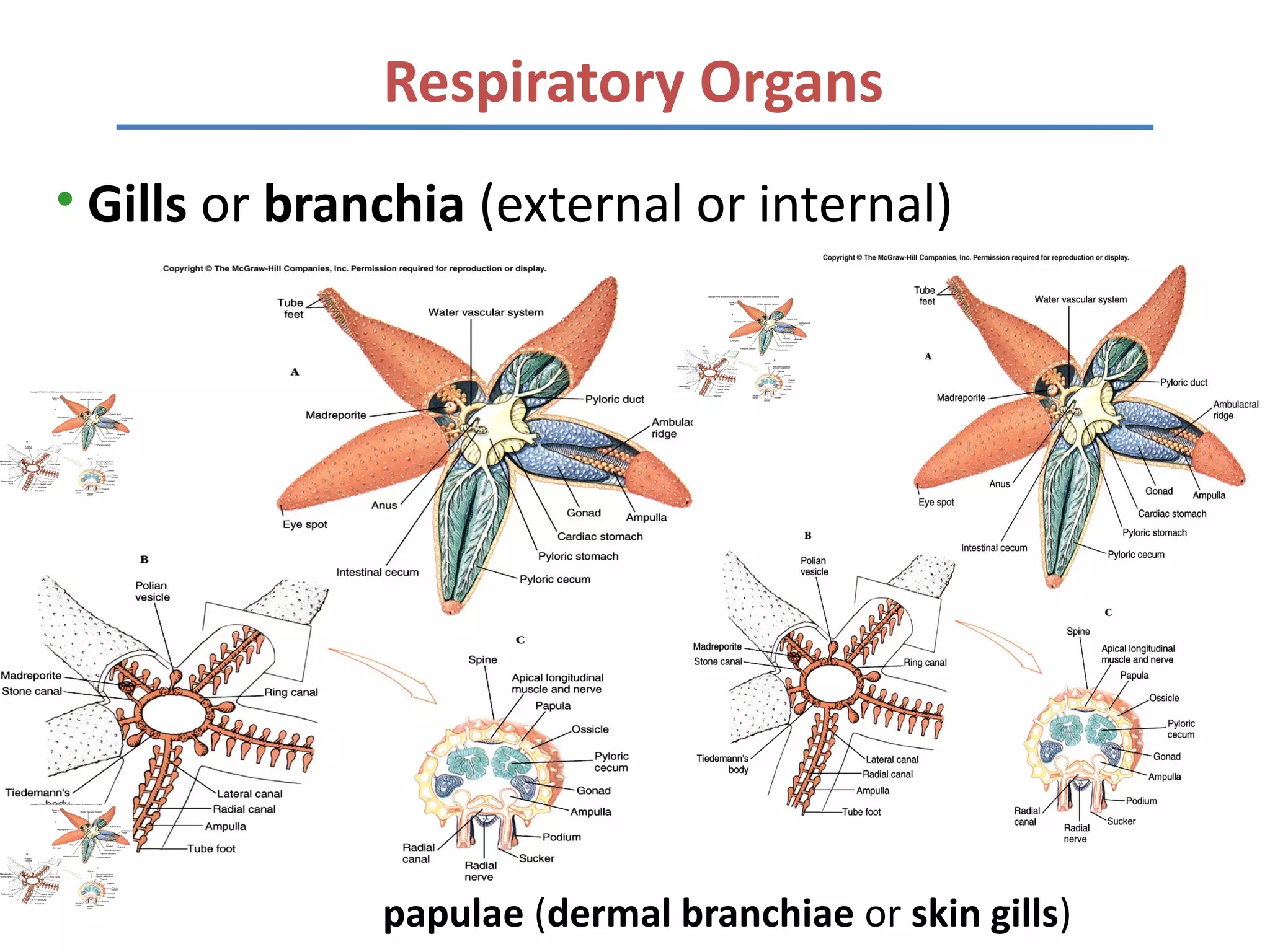 Respiratory Organs
• Gills or branchia (external or internal)




               papulae (dermal branchiae or skin gills)
 