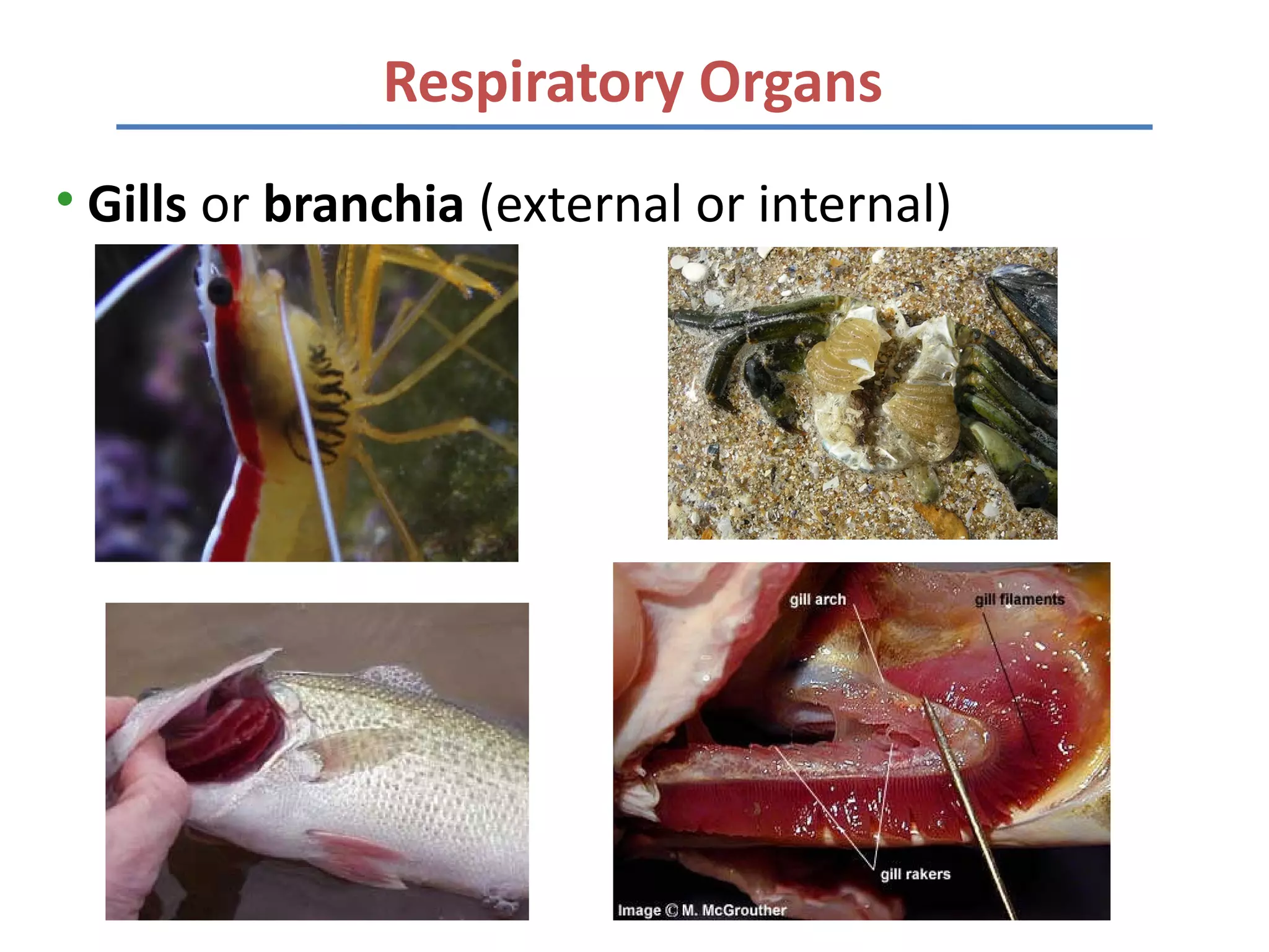 Respiratory Organs
• Gills or branchia (external or internal)
 