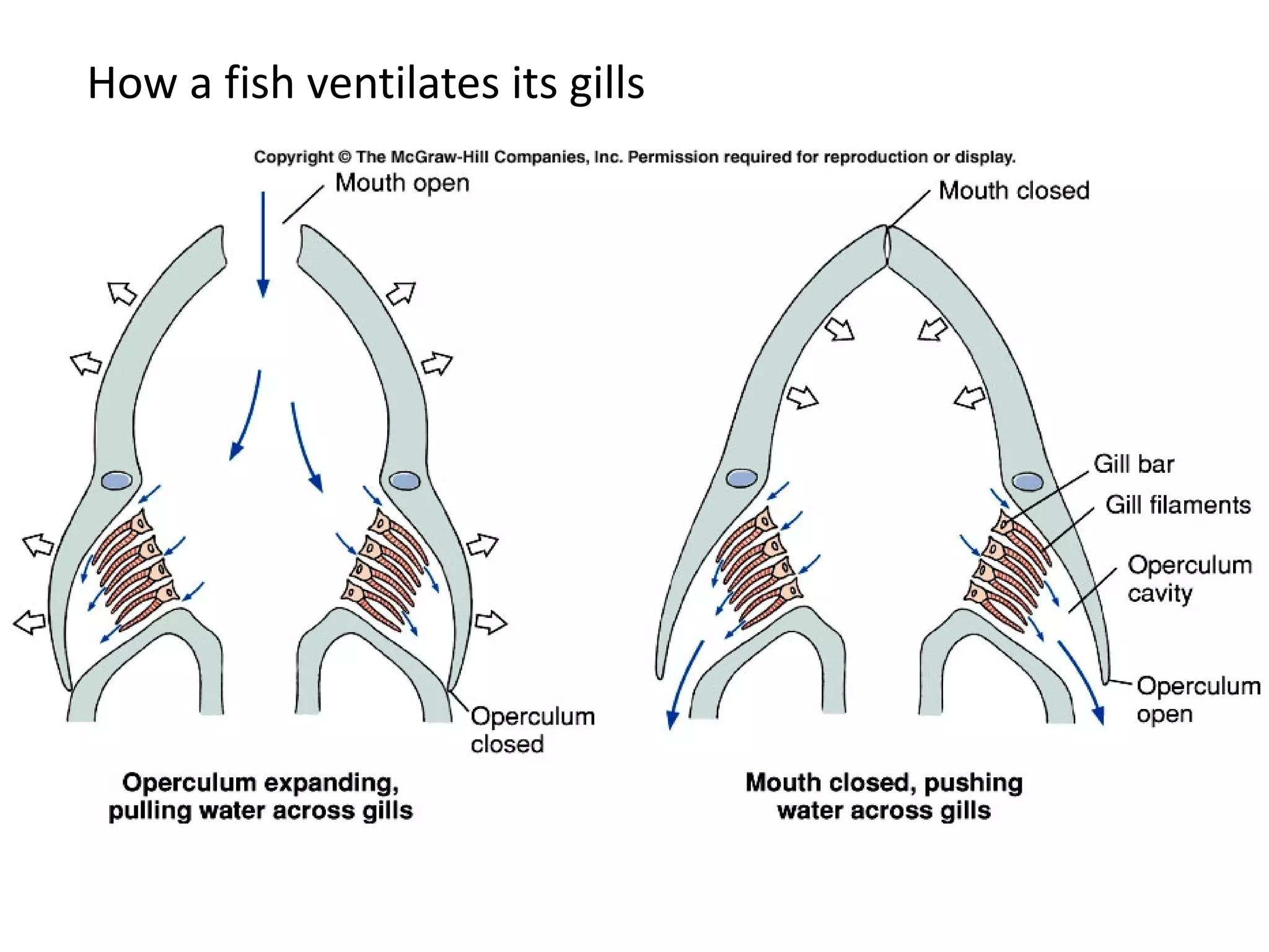 How a fish ventilates its gills
 