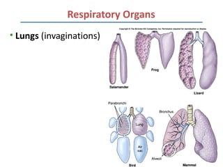 Respiratory Organs
• Lungs (invaginations)
 