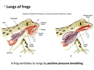 • Lungs of frogs




    A frog ventilates its lungs by positive pressure breathing.
 