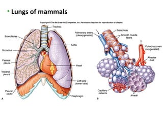 • Lungs of mammals
 