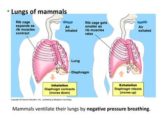 • Lungs of mammals




 Mammals ventilate their lungs by negative pressure breathing.
 