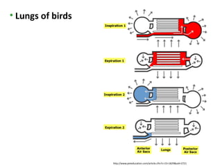• Lungs of birds




                   http://www.peteducation.com/article.cfm?c=15+1829&aid=2721
 