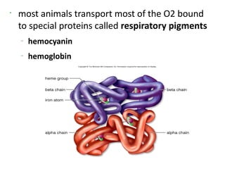 •
    most animals transport most of the O2 bound
    to special proteins called respiratory pigments
    –
        hemocyanin
    –
        hemoglobin
 