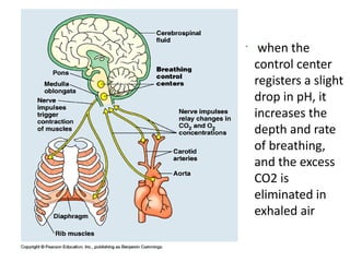 •
     when the
    control center
    registers a slight
    drop in pH, it
    increases the
    depth and rate
    of breathing,
    and the excess
    CO2 is
    eliminated in
    exhaled air
 
