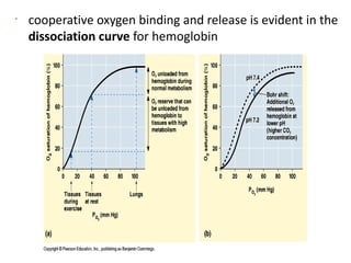 •
    cooperative oxygen binding and release is evident in the
    dissociation curve for hemoglobin
 