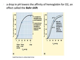 •
    a drop in pH lowers the affinity of hemoglobin for O2, an
    effect called the Bohr shift
 