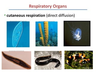 Respiratory Organs
• cutaneous respiration (direct diffusion)
 