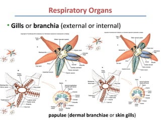 Respiratory Organs
• Gills or branchia (external or internal)




               papulae (dermal branchiae or skin gills)
 