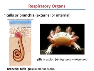 Respiratory Organs
• Gills or branchia (external or internal)




                        gills in axolotl (Ambystoma mexicanum)


 branchial tufts (gills) in marine worm
 