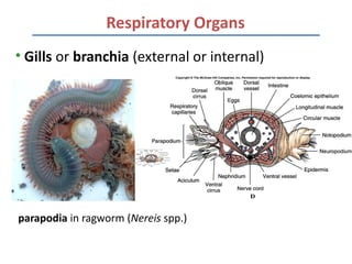 Respiratory Organs
• Gills or branchia (external or internal)




parapodia in ragworm (Nereis spp.)
 