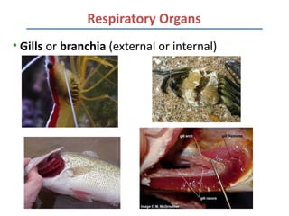 Respiratory Organs
• Gills or branchia (external or internal)
 