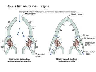 How a fish ventilates its gills
 