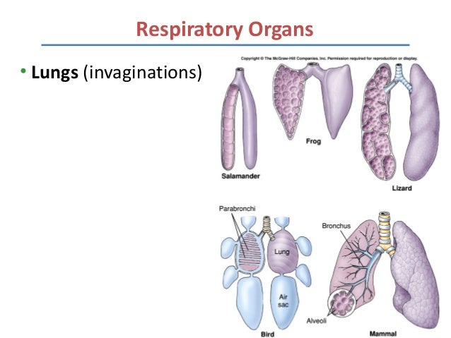 Lecture 5 gas exchange