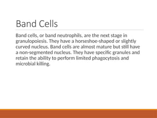 Granulocytes include neutrophils, eosinophils, and basophils | PPTX