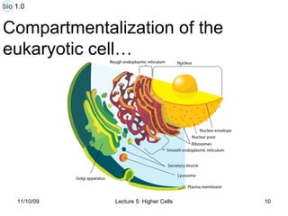 Compartmentalization of the  eukaryotic cell… bio 1.0 