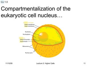 Compartmentalization of the  eukaryotic cell nucleus… bio 1.0 