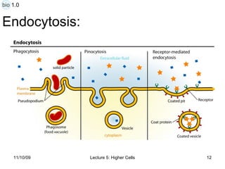 Endocytosis: bio 1.0 