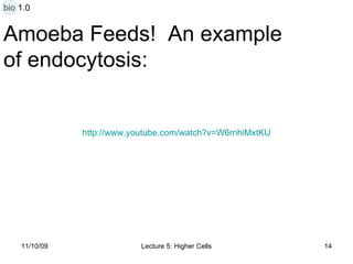 Amoeba Feeds!  An example  of endocytosis: http:// www.youtube.com/watch?v =W6rnhiMxtKU bio 1.0 