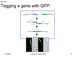 Tagging a gene with GFP: bio 1.0 